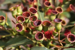 Gum Nuts Of Plenty